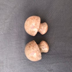 Mushrooms Rosa Mangú